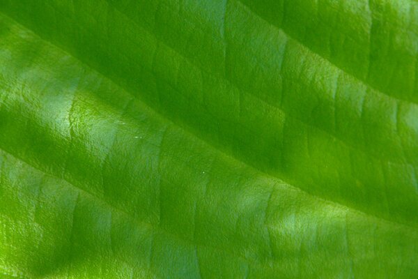 The leaf of the macro plant with veins