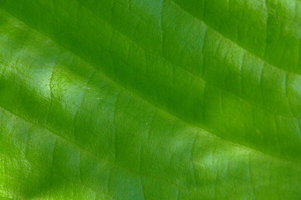 Pianta a foglia macro venata