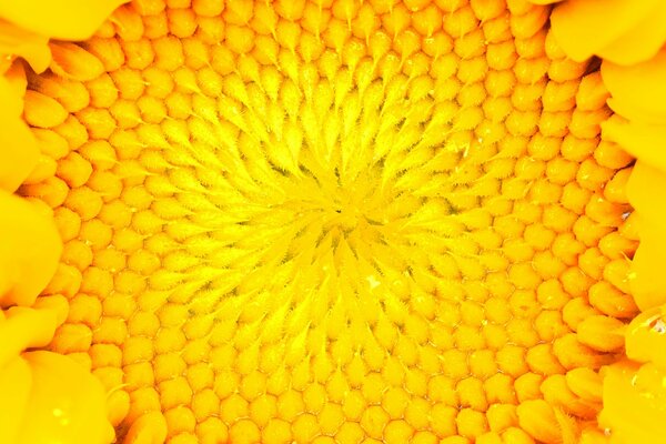 Sunny bright sunflower core