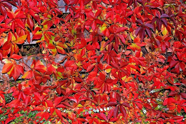 Autumn carpet of crimson leaves