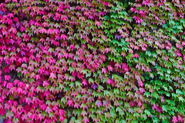 Ivy leaves on an autumn morning