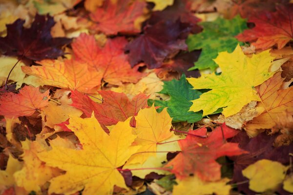 Die Farben der Blätter im goldenen Herbst