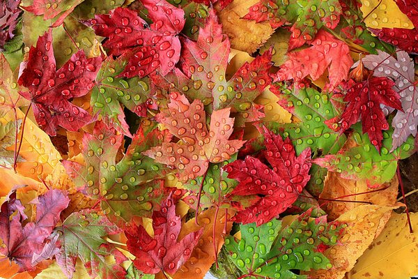 Hojas de otoño brillantes con gotas de lluvia