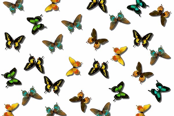 Image of multicolored butterflies hd