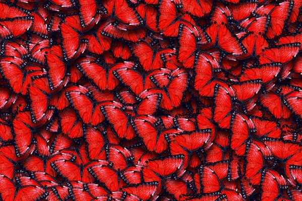 Textura de rojo fascinante como el terciopelo de las alas de mariposa