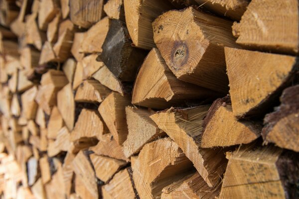 Raccolta di legna da ardere per l inverno