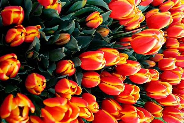 Großer Strauß orangefarbener Tulpen