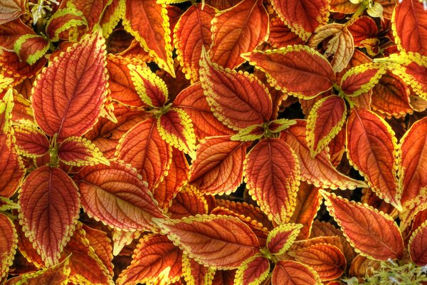 Tapis de feuilles colorées automne