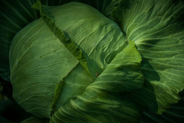 Background of green cabbage leaves