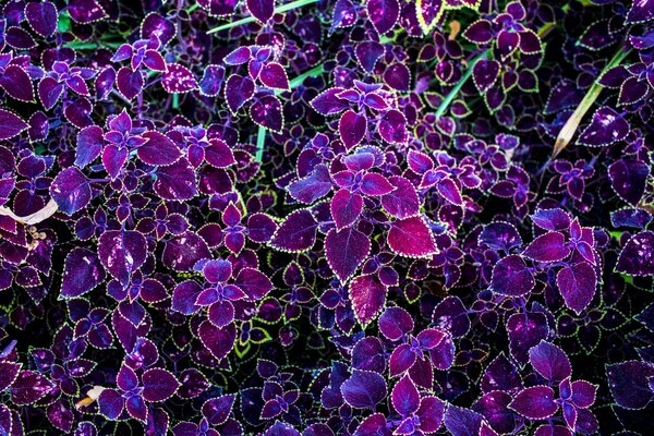 Naturaleza, plantas con hojas de serenata