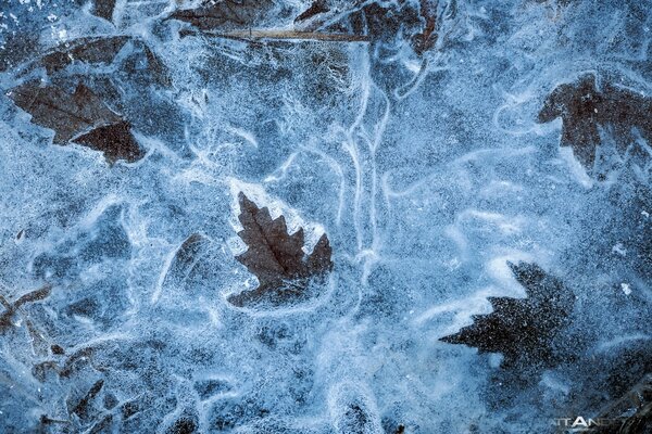 Dry leaves in ice aesthetics