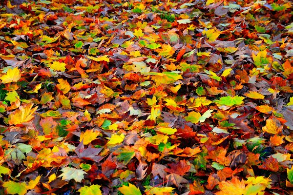 Fondo de hojas brillantes de otoño