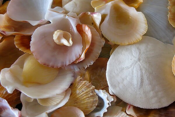 Shells of different shapes like petals
