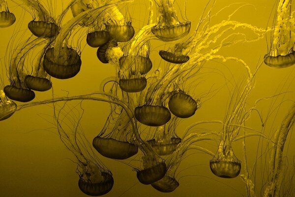 Beaucoup de grandes méduses sur fond d océan