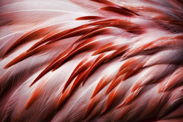 Plumes de flamant rose art