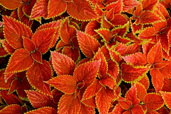 Alfombra con la imagen de Coleus Blume