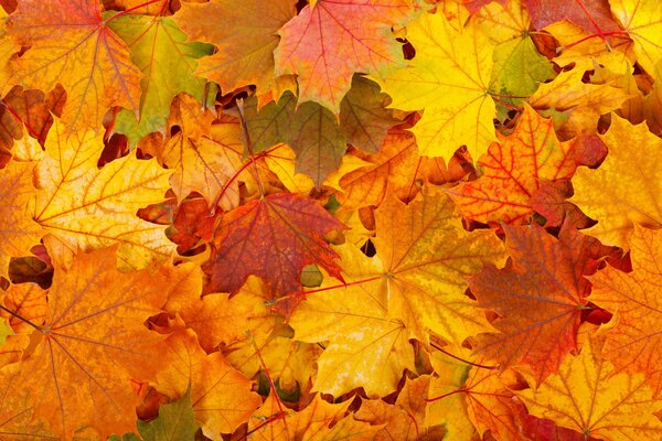 Viele gelbe und orangefarbene Blätter im Herbst