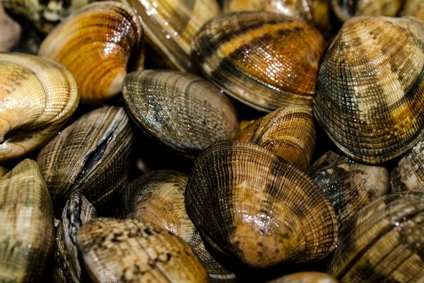 Nasse Muscheln mit geschlossenen Flügeln