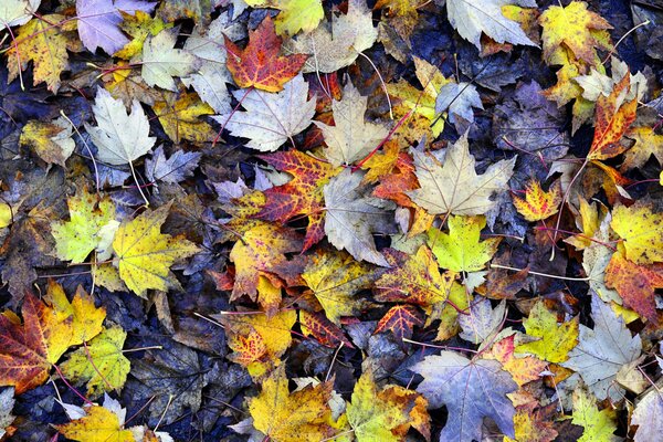 Feuillage de coin d automne sur le sol