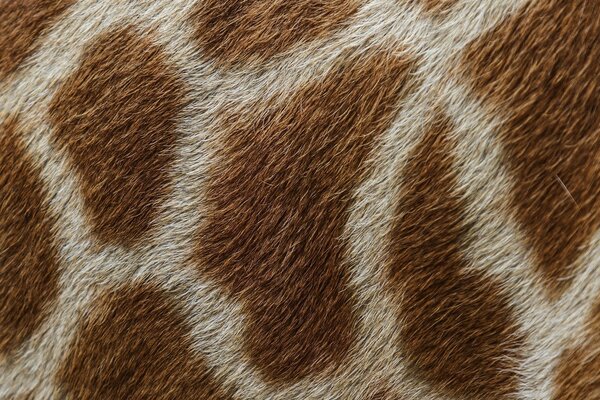 A piece of giraffe textured wool