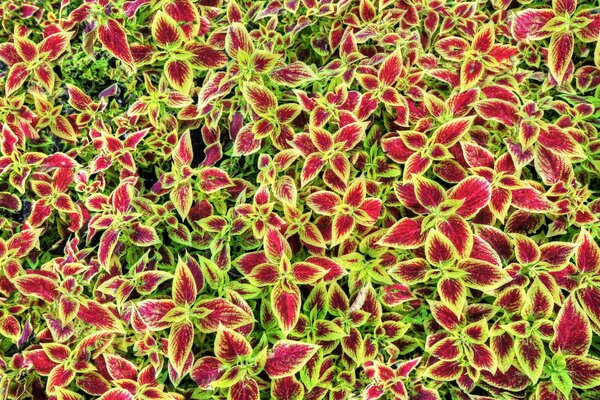 Colorful plants of coleus blume