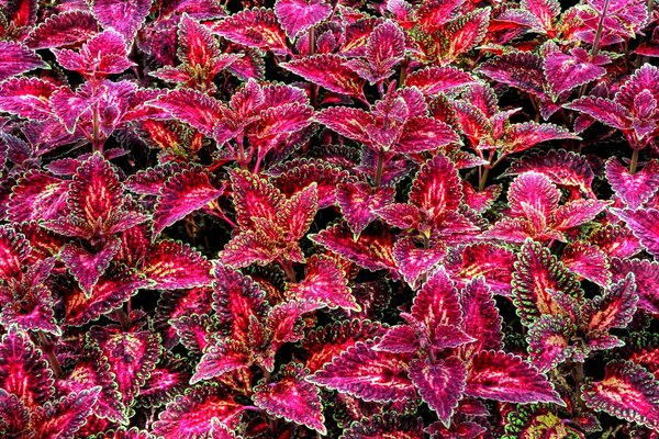 Tappeto di fiori rossi Coleus Blume