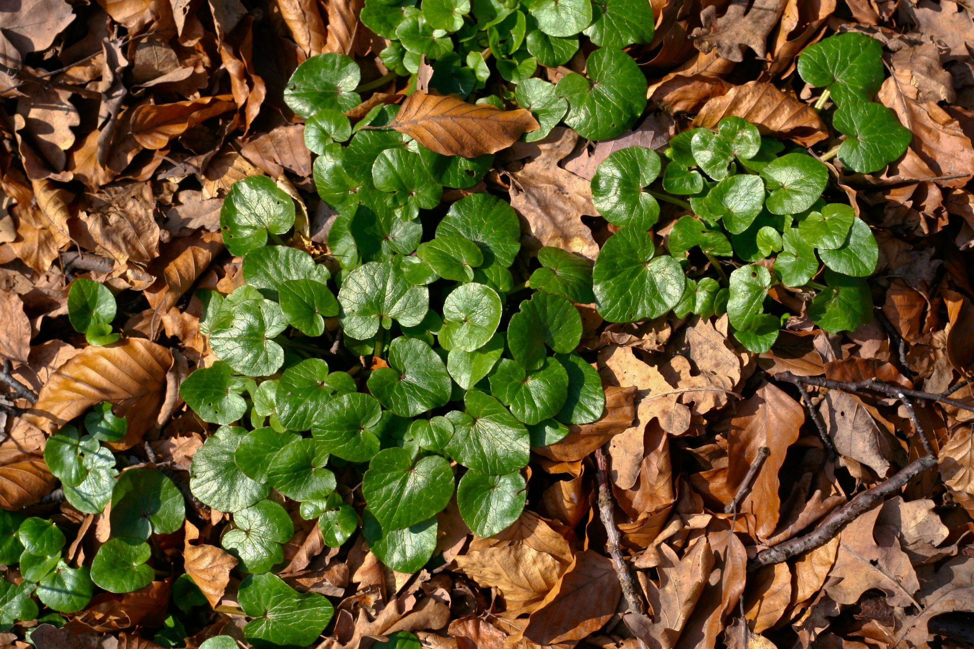 plante vert brun lumière