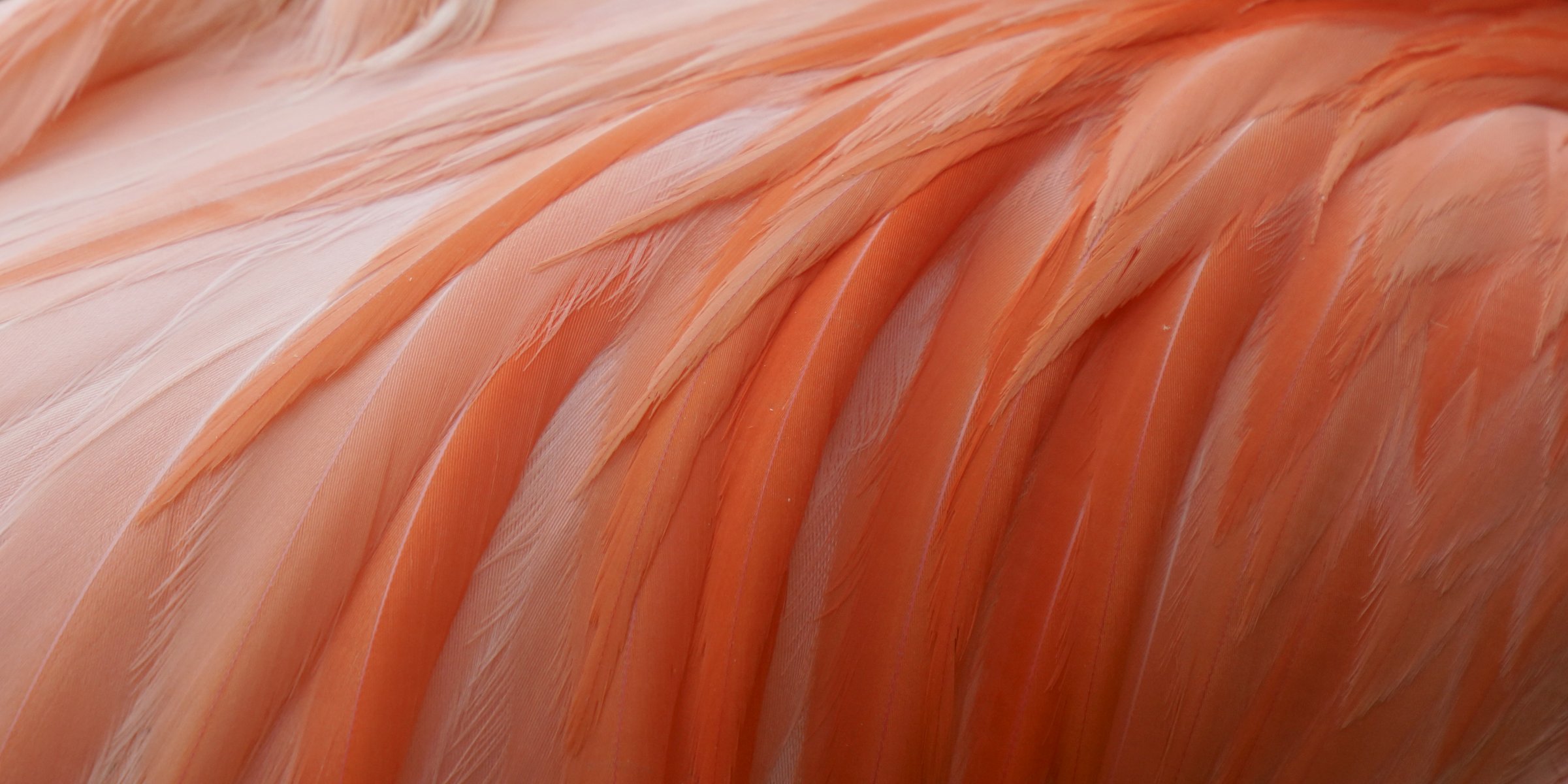 plumes flamant rose rose