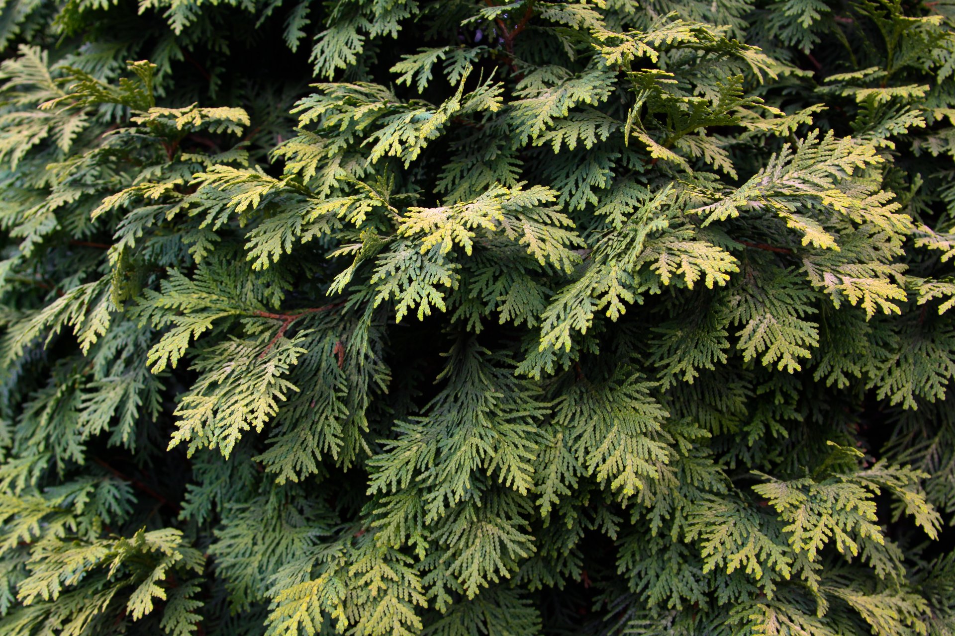 plant green pine tree leave