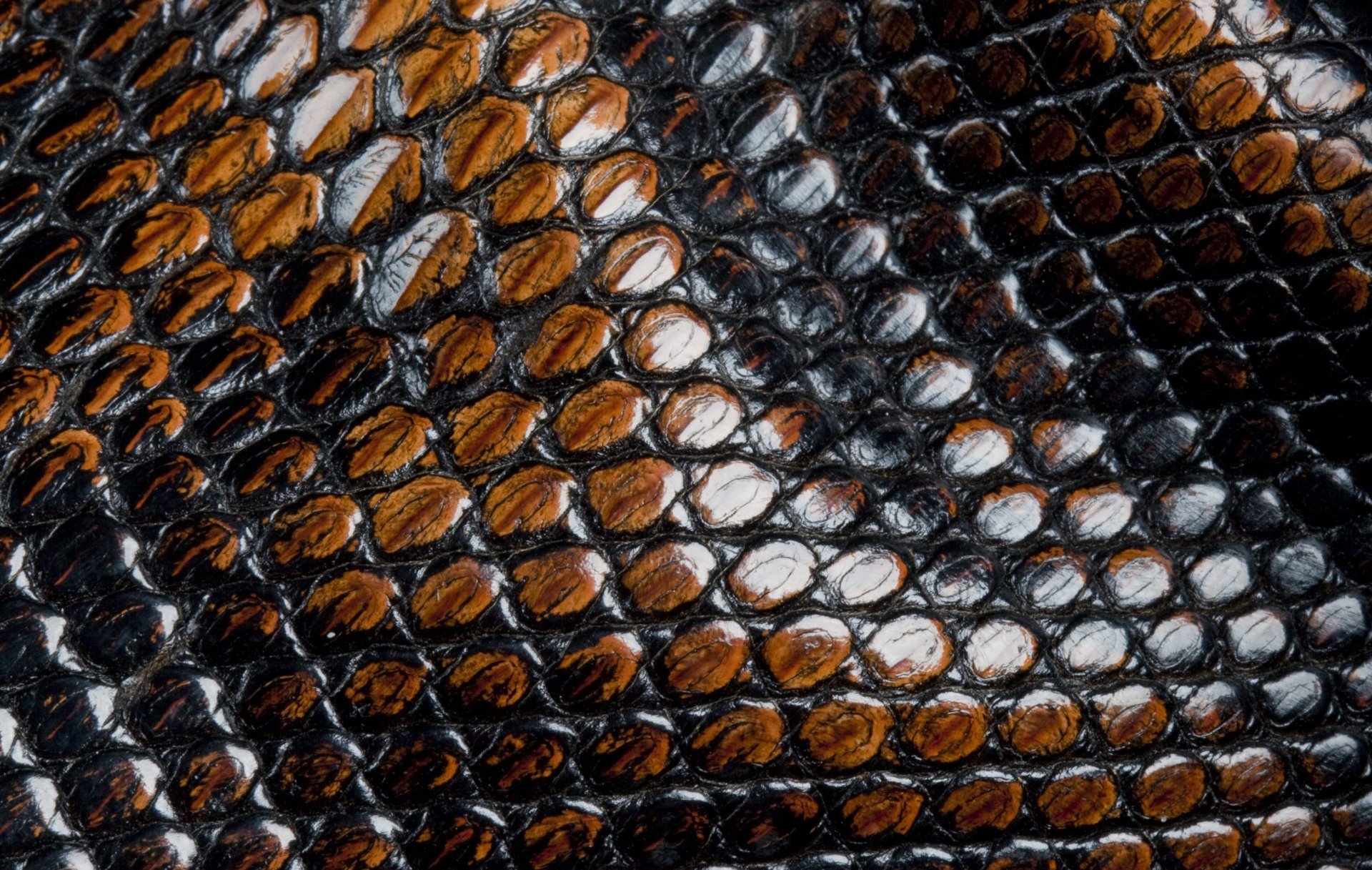 leather snakes scales animal texture