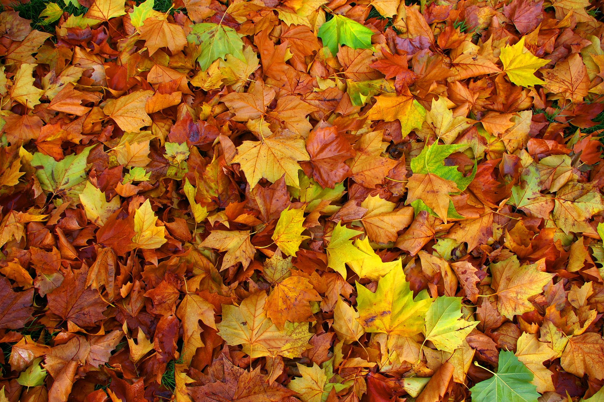 hojas arce otoño color alfombra