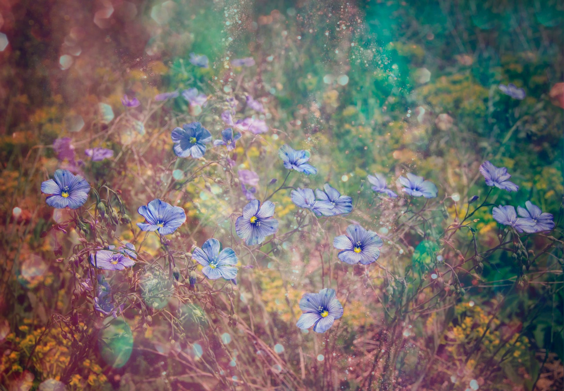 blumen gras unschärfe