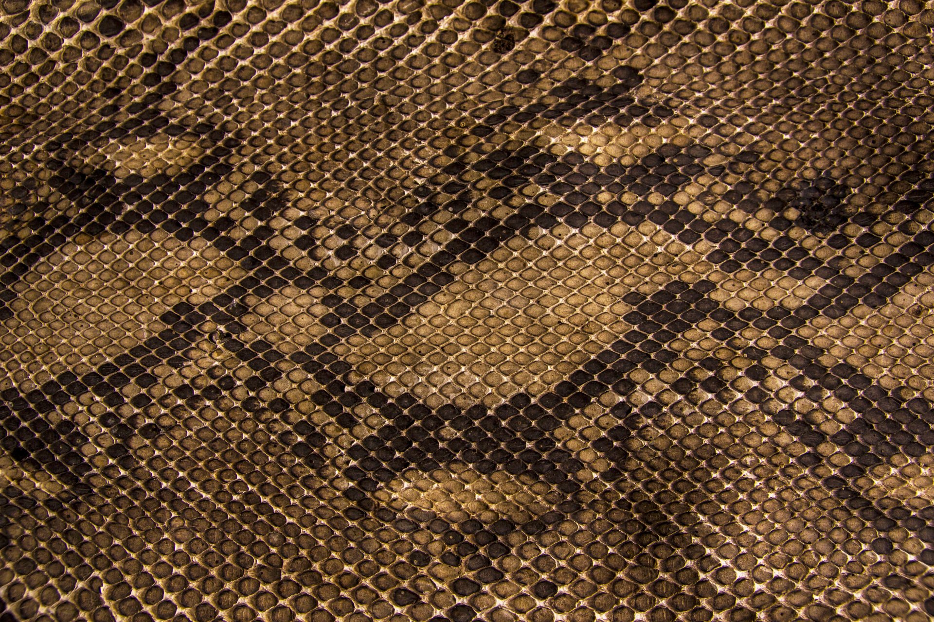 texture peau serpents écailles