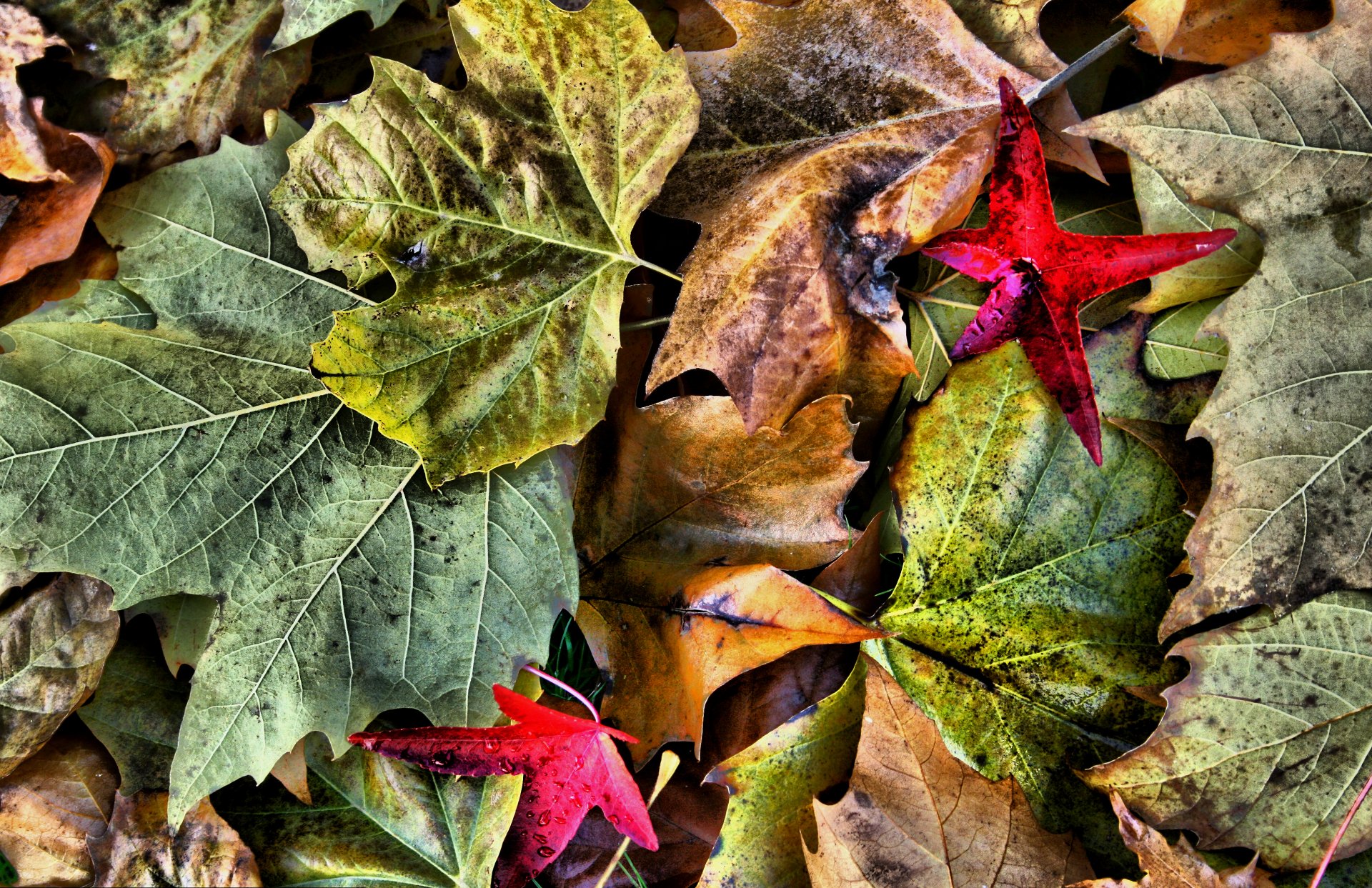 feuilles nature automne couleur gros plan