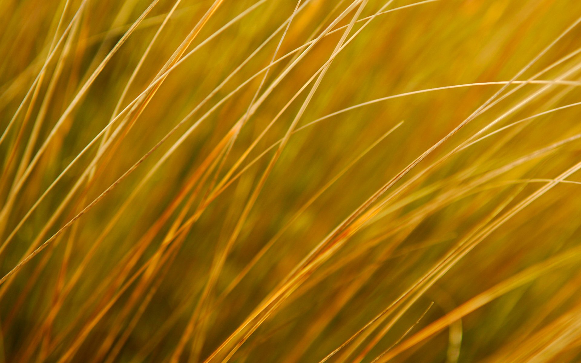 planta hierba otoño campo prado naturaleza