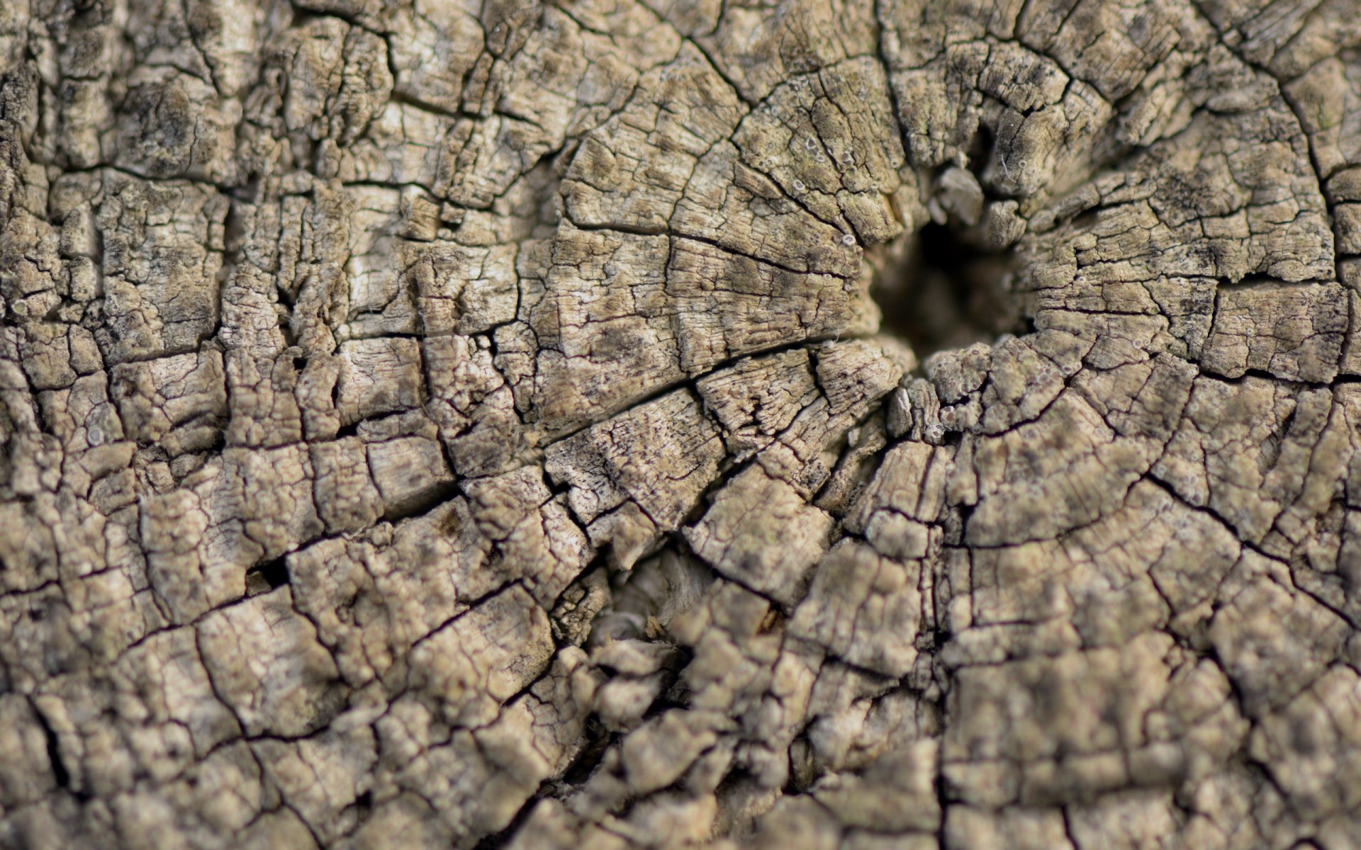 madera textura macro