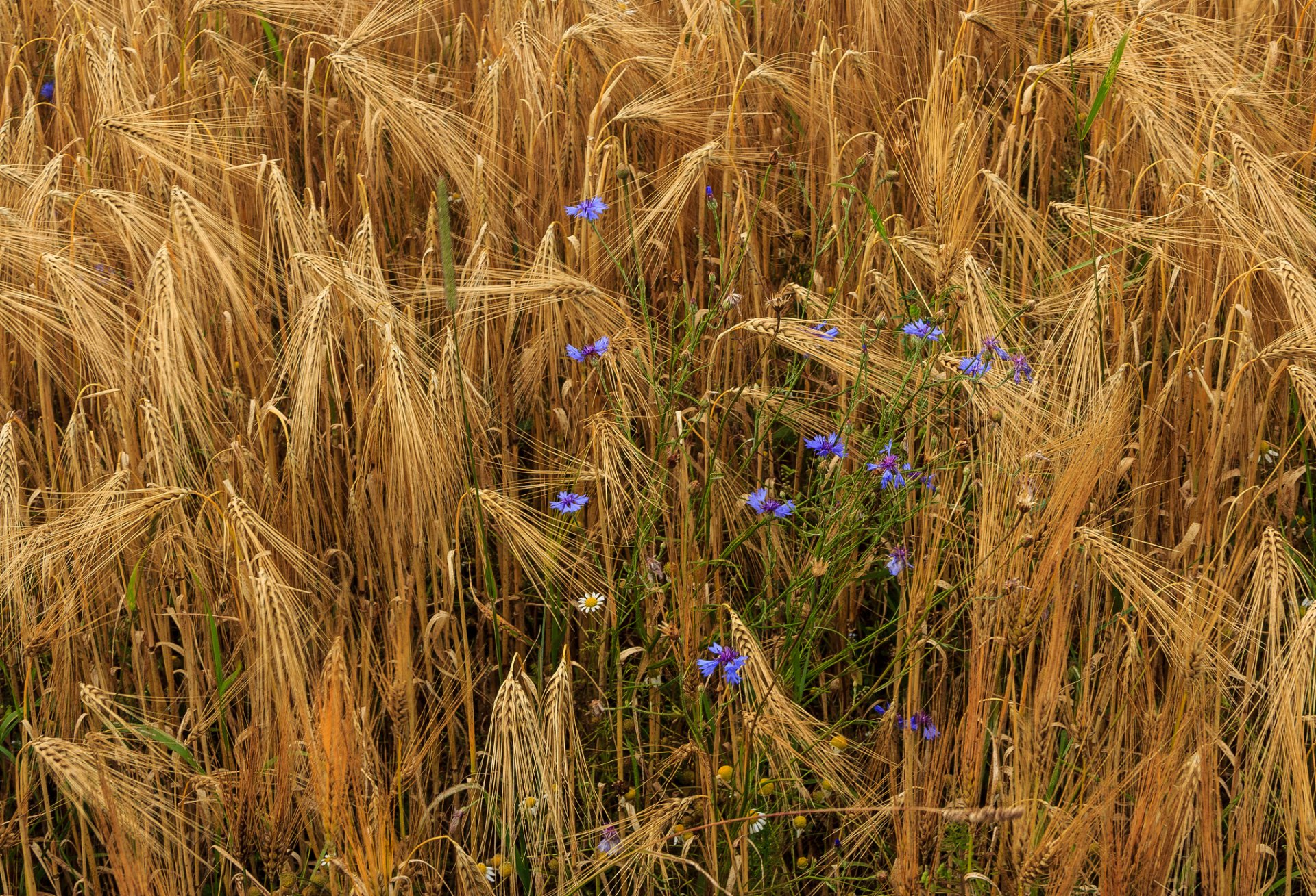 grano spighe fiori fiordalisi margherite