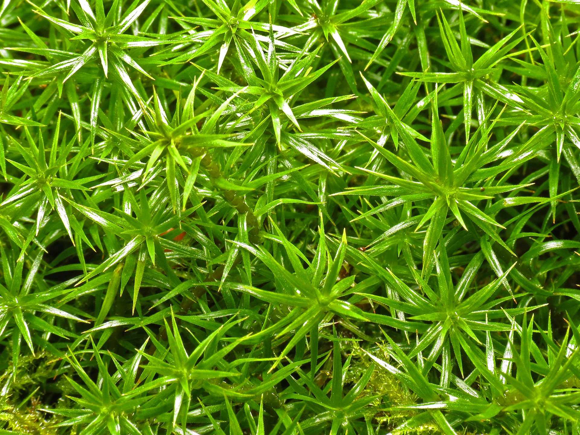 nature plante feuilles épines aloès