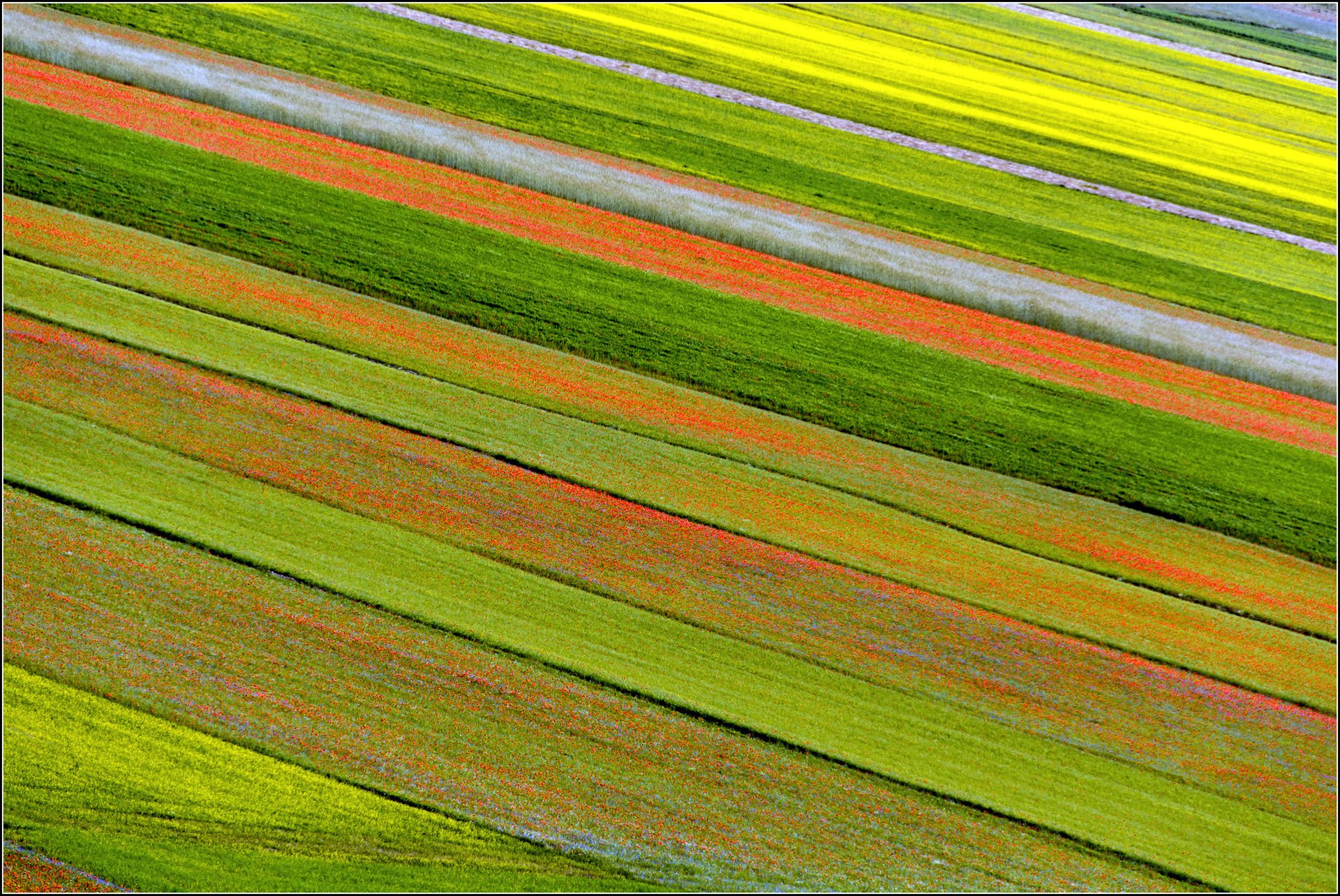 plantation fleurs nature