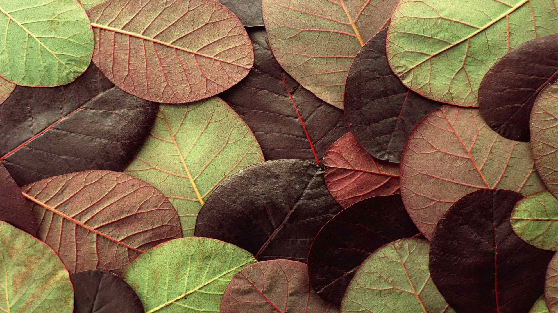 feuilles couleur automne feuille nature