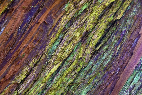 Wood texture with colored fibers