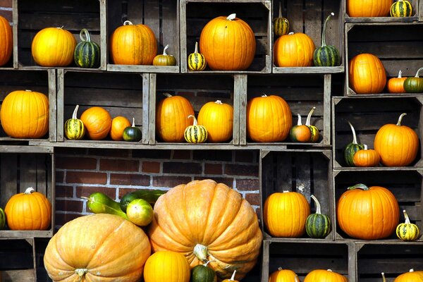 Harvest of autumn bright pumpkins