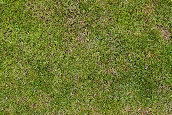 Background of vegetation, grass, soil