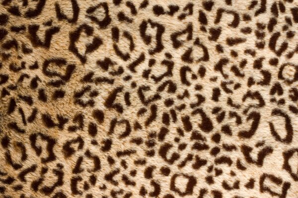 Leopard fur background image