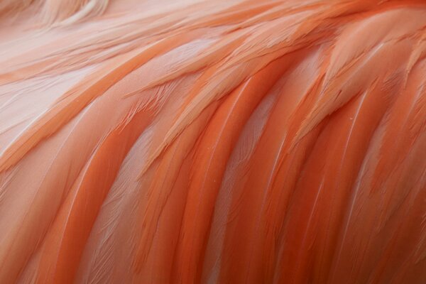 Pink flamingo Feather Coloring