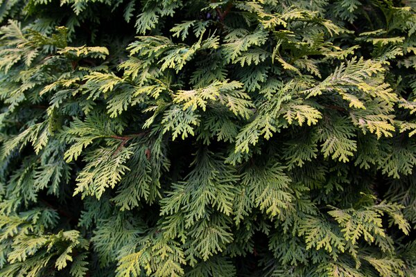 Pino solitario nel fogliame verde