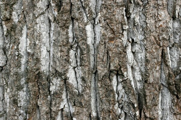 Rinde Baum Textur Hintergrund