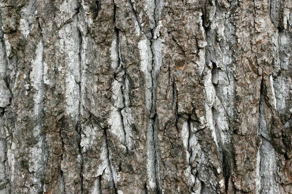 Corteza de árbol textura de fondo