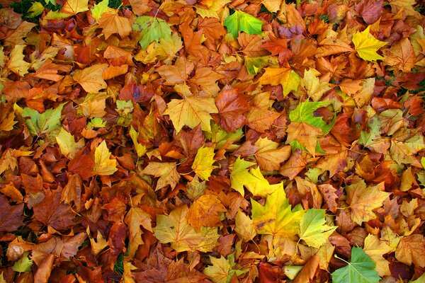 Ein Haufen von farbigen Herbstahornblättern