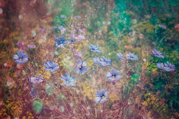 Blumen im Gras verschwommen für den Desktop